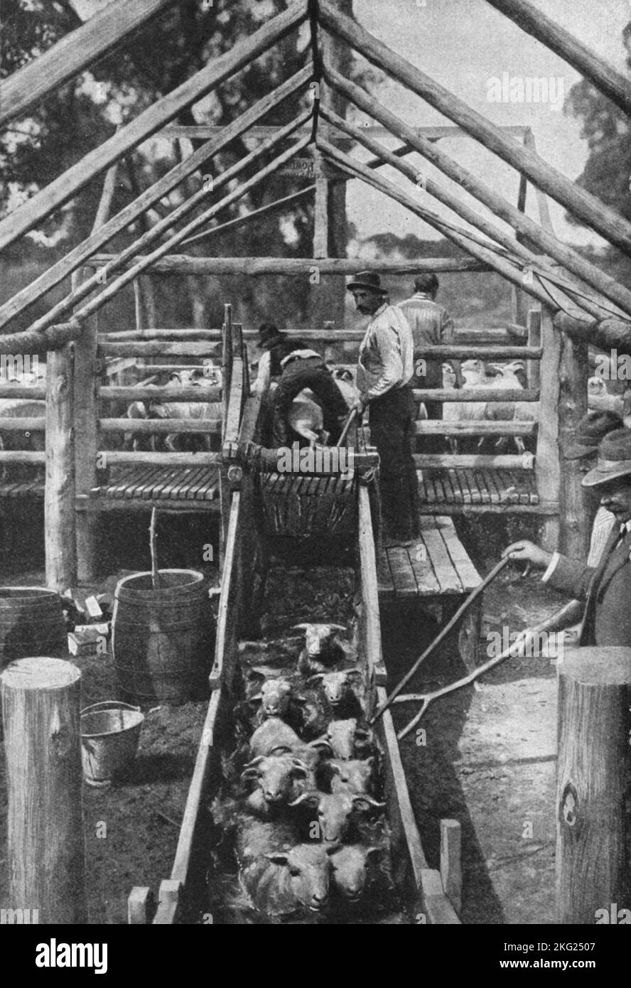 Vintage-Foto um 1900 zeigt eine Herde von Riverina Peppin Merino Schafen in New South Wales Australien, die in eine Arsenlösung getaucht wurden, um Parasiten auszurotten Stockfoto