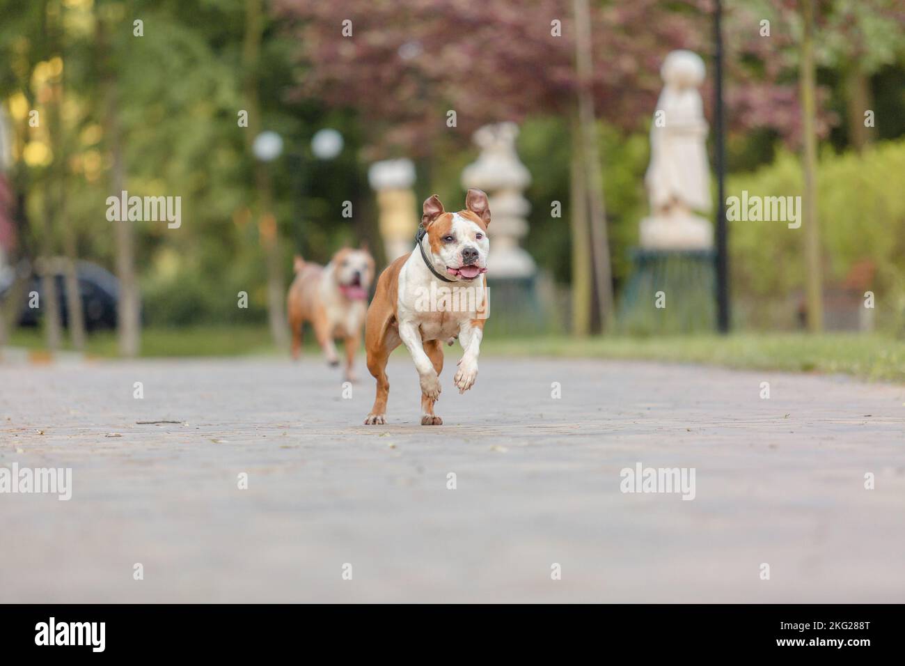 Hund rennt. Staffordshire Terrier Hunderasse. Hunde Rennen im Sommer auf dem Gras Stockfoto