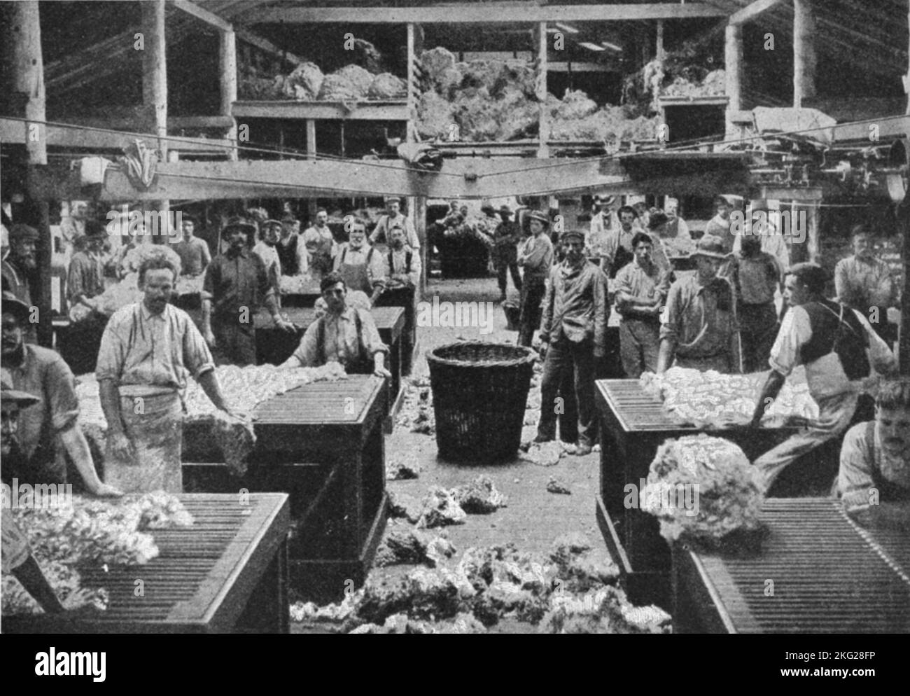 Vintage-Foto um 1900, das Männer in einem Scherenschuppen zeigt, die Riverina Peppin Merino-Schafsfleeces in New South Wales, Australien, sortieren und klassifizieren Stockfoto