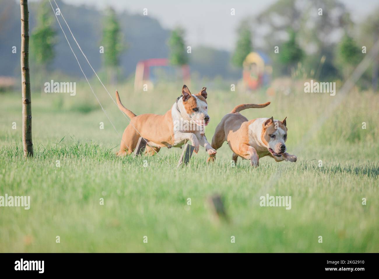 Hund rennt. Staffordshire Terrier Hunderasse. Hunde Rennen im Sommer auf dem Gras Stockfoto