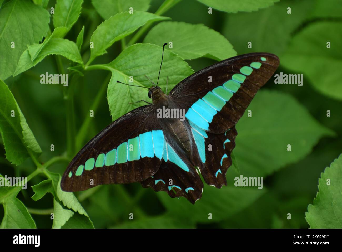 Blauer Schmetterling, der auf grünem Laub ruht. Graphium sarpedon Stockfoto
