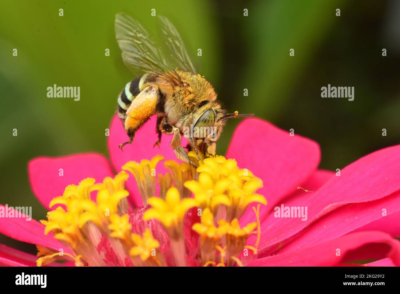 Makrofoto einer Biene mit blauem Band, die über der Zinnia-Blume schwebt. Stockfoto