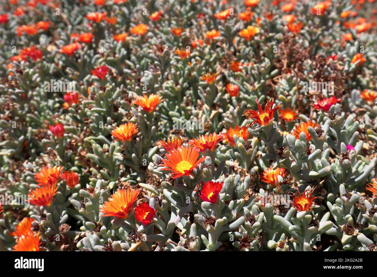 Orange Malephora crocea Schwantes, schöne Blume im Norden Argentiniens Stockfoto