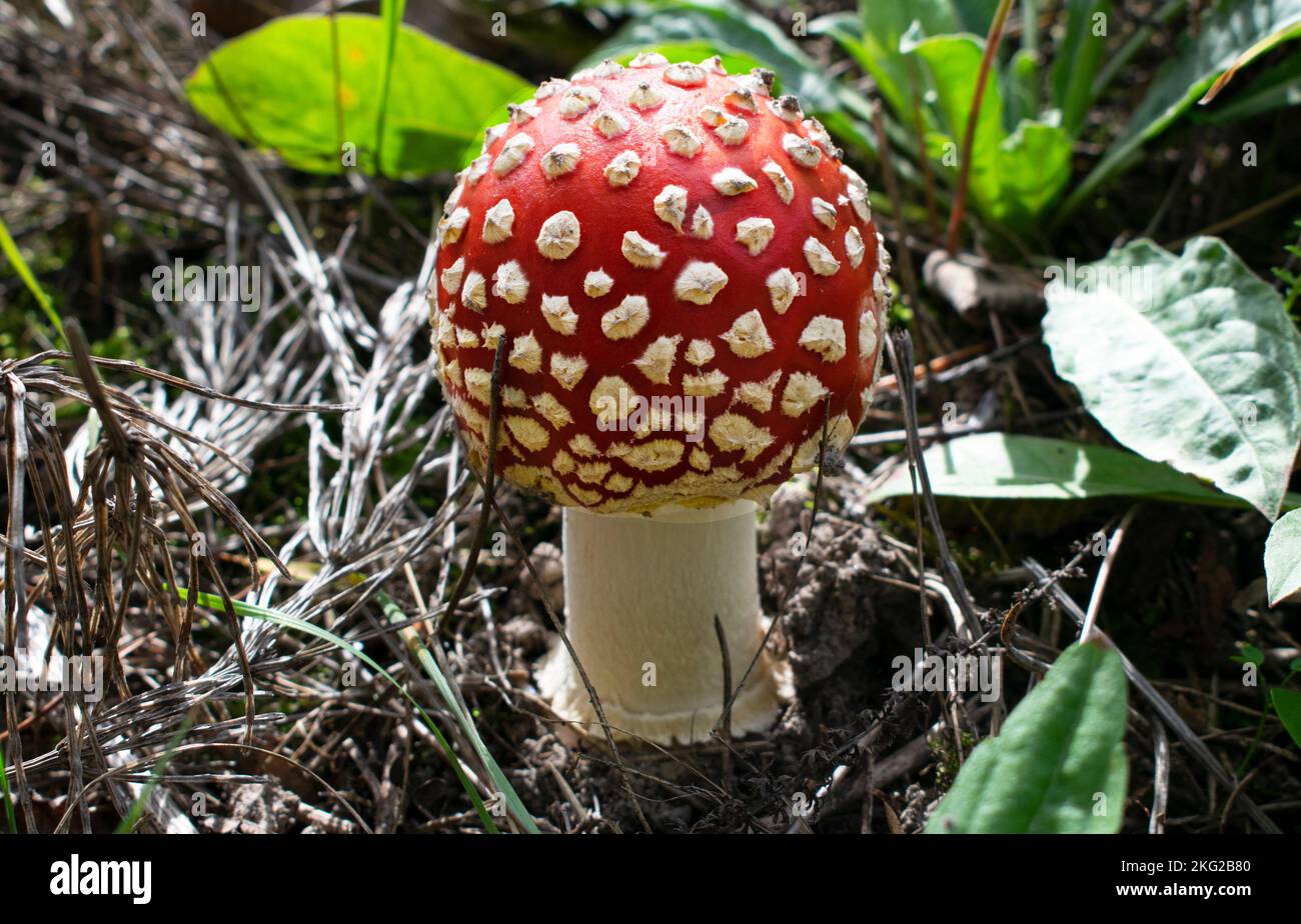 Giftige bunte Waldpilze fliegen agarisch Stockfoto