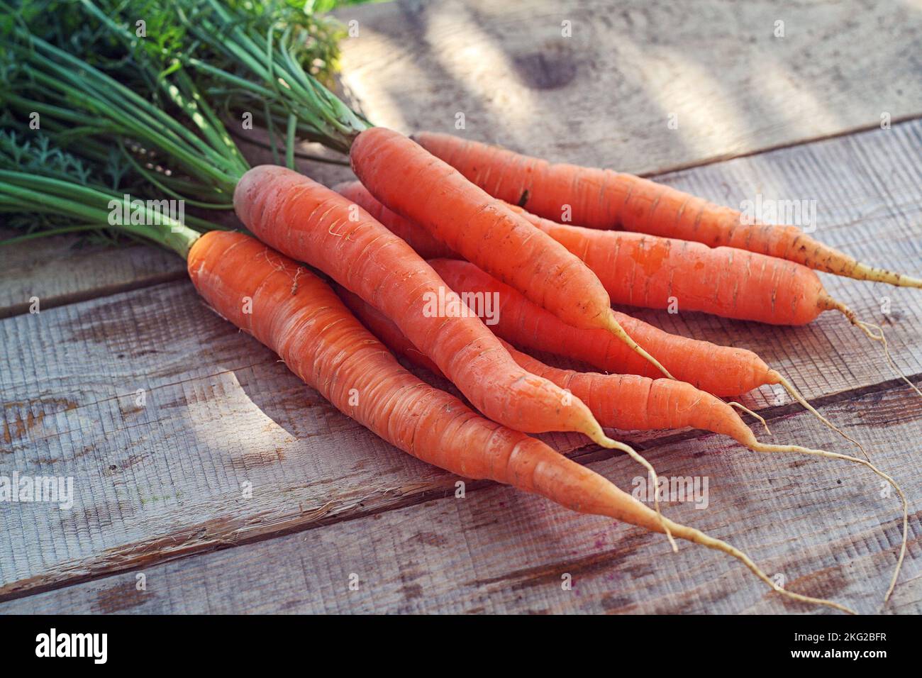 Karotte - ein Bund roter Karotten mit grünen Blättern auf einem Holztisch Stockfoto