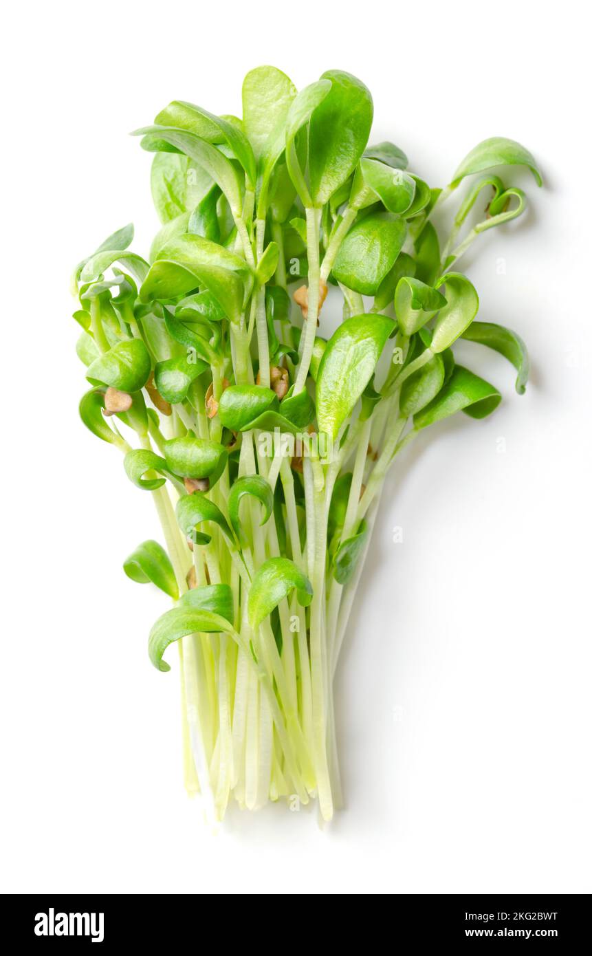 Ein Haufen Bockshornklee-Microgreens. Frische und verzehrfertige Sämlinge, Triebe, Cotyledons und Jungpflanzen von Trigonella foenum-graecum. Stockfoto