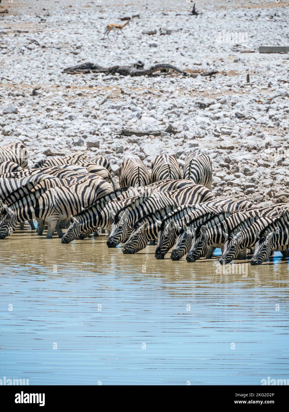 Zebraherde im Etosha National Park in Namibia. Stockfoto