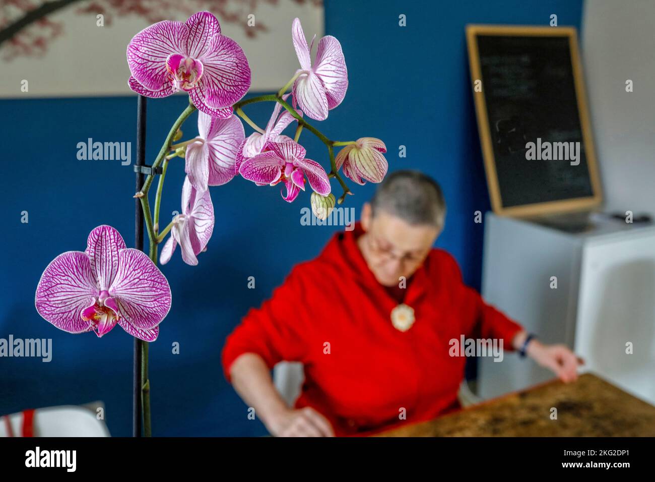 Buddhistische Nonne und Orchidee in Westfrankreich Stockfoto