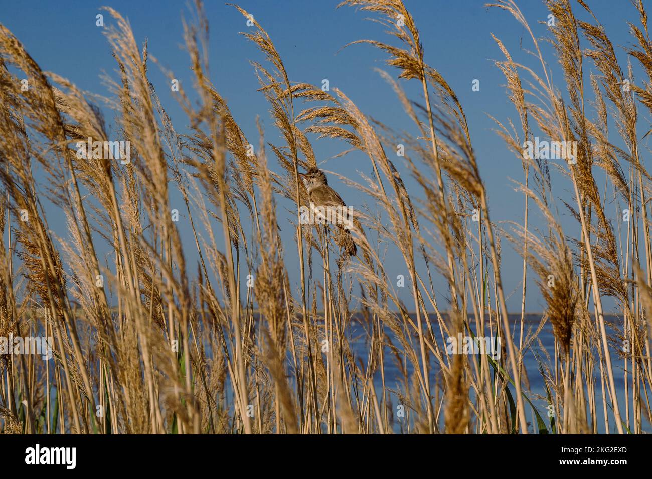 Nahaufnahme Vogel versteckt im Gras Konzeptfoto. Getrocknete Pflanzen. Sommerzeit. Seitenansicht Fotografie mit wilden Unkräuter Wiese auf dem Hintergrund. Hochwertiges Bild Stockfoto