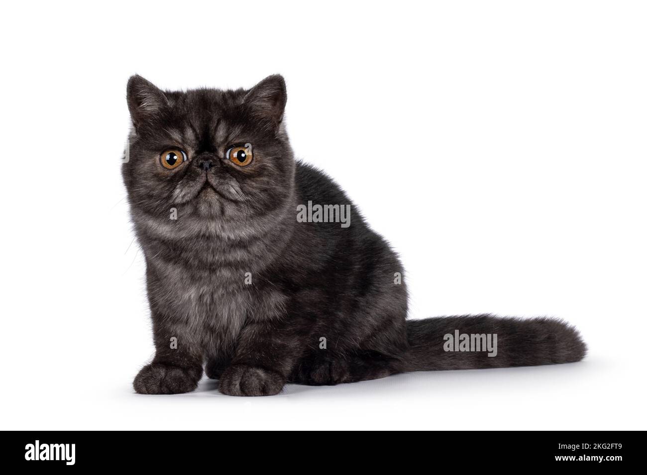 Ausgezeichnete schwarze Rauch exotische Kurzhaar Katze Kätzchen, sitzen Seite Wege Blick in Richtung Kamera mit rundem Kopf und großen orangefarbenen Augen. Isoliert auf einem Whi Stockfoto