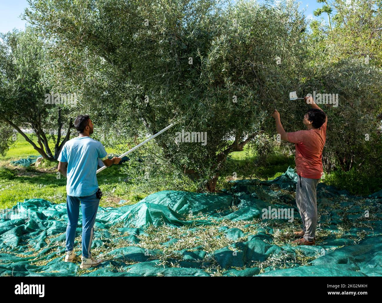 Männer ernten Oliven in Paphos, Zypern. Stockfoto