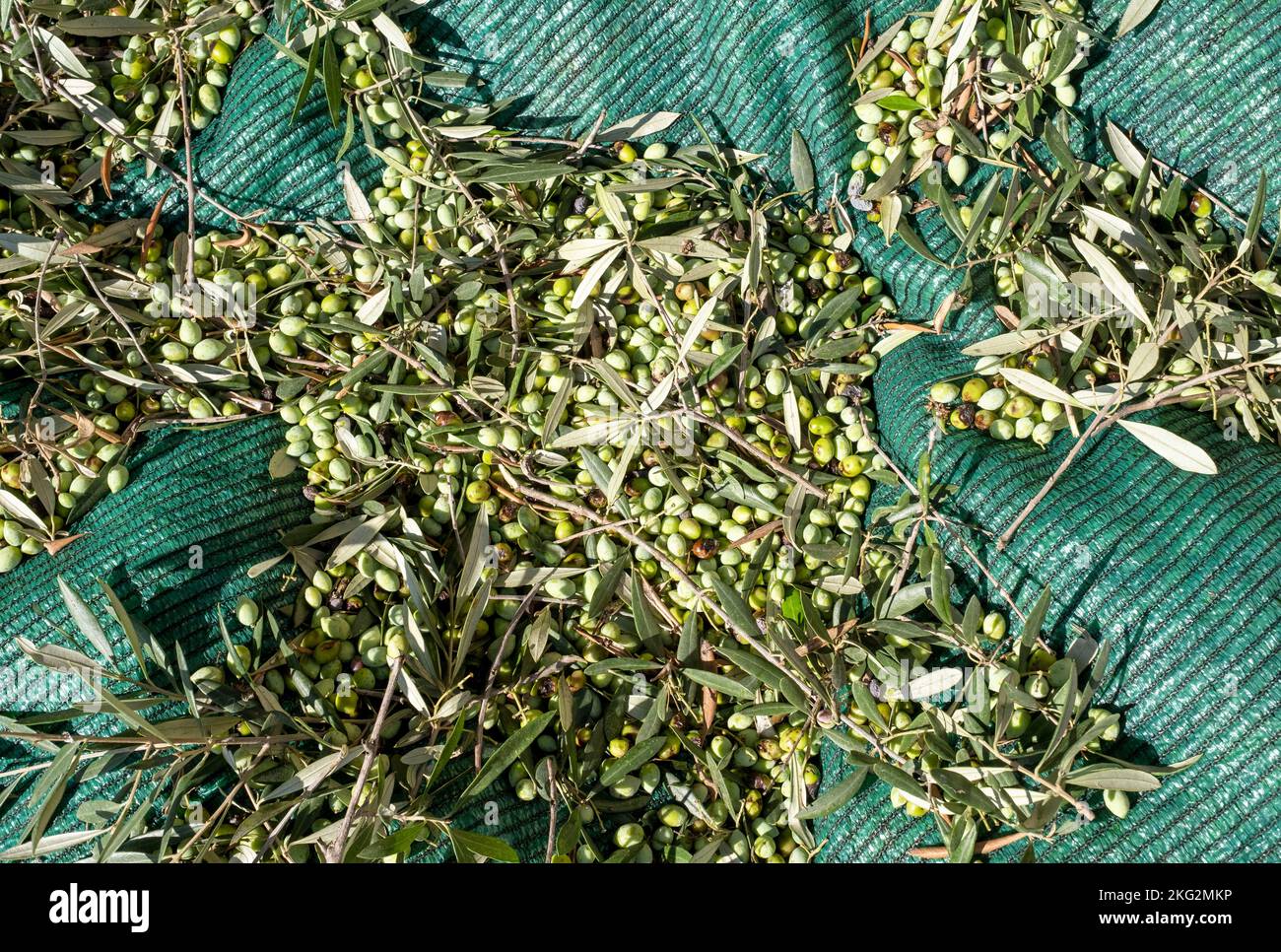 Frisch gepflückte Oliven liegen auf einem Bodenblech in Paphos, Zypern. Stockfoto