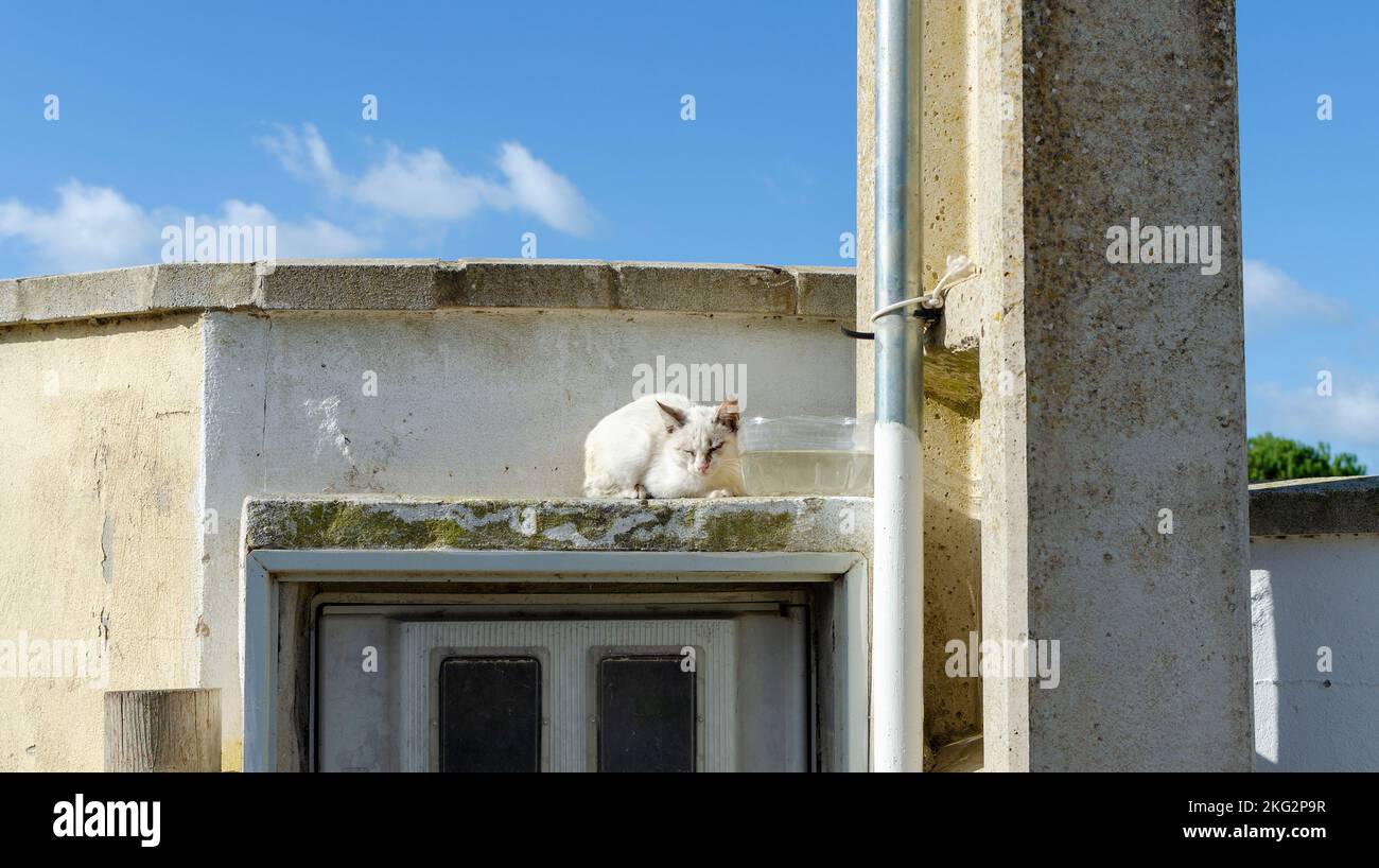 Obdachlose Katze schläft auf der Straße Stockfoto