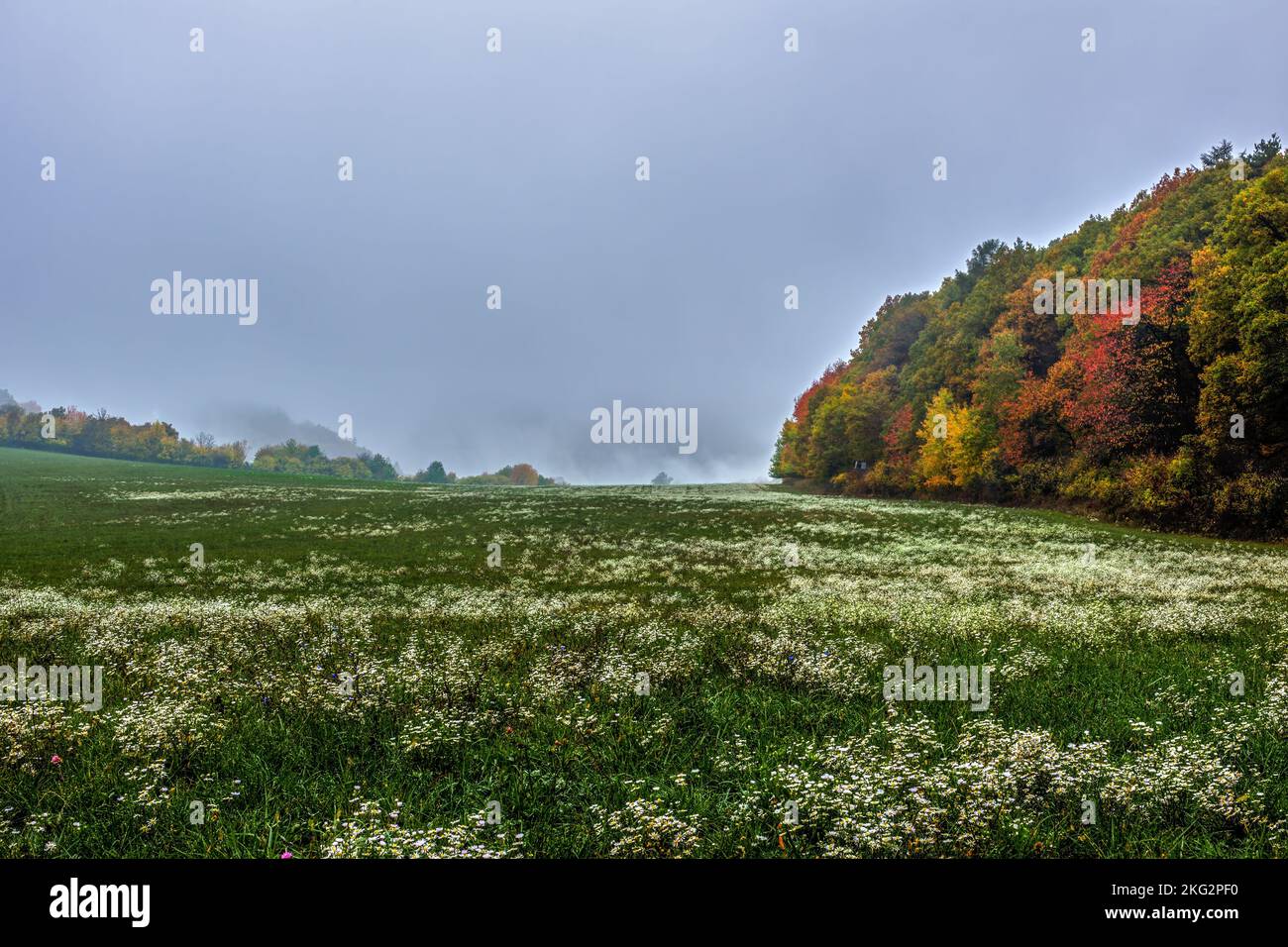 Wiese mit weißen Blumen, wilde Kamille. Im Herbst neblige Landschaft. Mit farbenfrohem Wald. Früh am Morgen. Vrsatec, Slowakei. Stockfoto