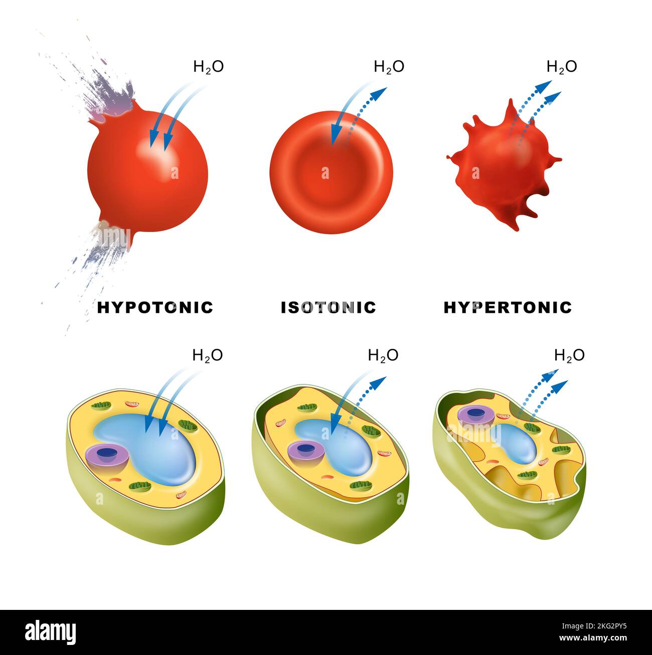Osmose in tierischen und pflanzlichen Zellen Stockfoto