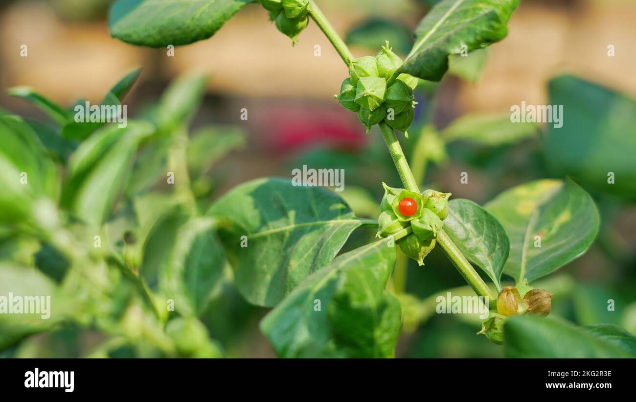 Withania somnifera Pflanze bekannt als Ashwagandha. Fruit Berry mit Ashwagandha-Blättern, indischen Ginseng-Kräutern, giftiger Stachelbeere oder Winterkirsche. Bene Stockfoto