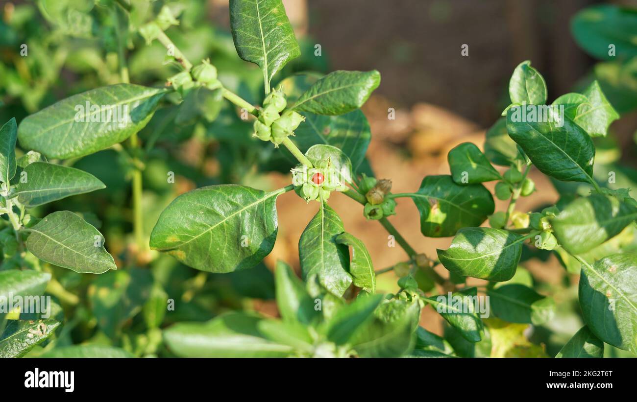 Withania somnifera Pflanze bekannt als Ashwagandha. Fruit Berry mit Ashwagandha-Blättern, indischen Ginseng-Kräutern, giftiger Stachelbeere oder Winterkirsche. Bene Stockfoto