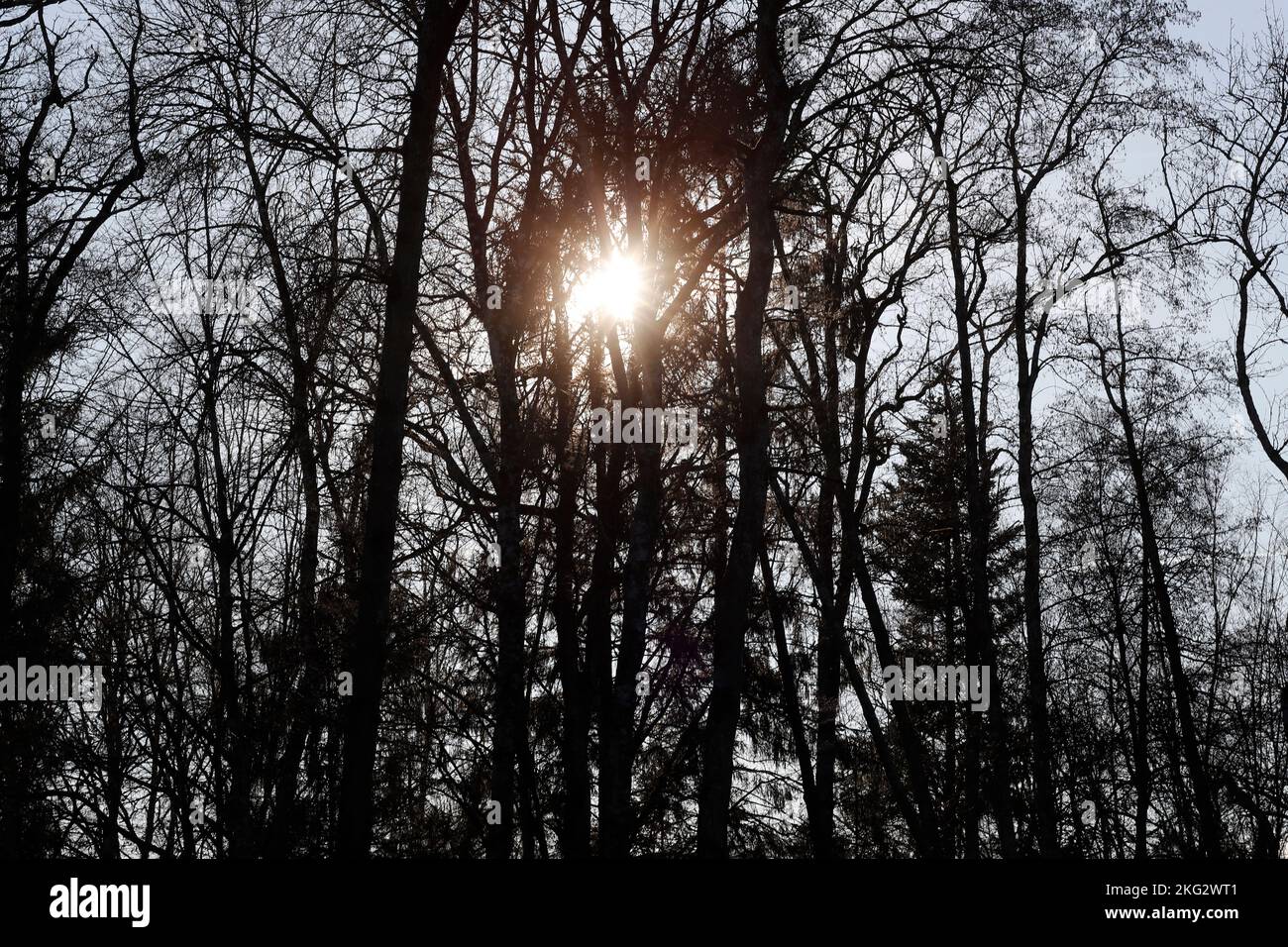 Blattlose Äste launisch schwarz und weiß Stil. Winterzeit Natur. Stockfoto