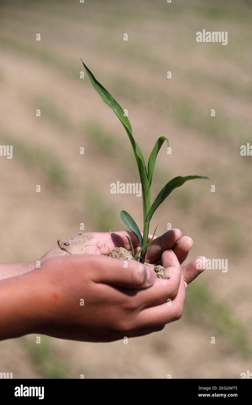 Junger Mann, der die junge Pflanze in den Händen hält. Mikrofinanzierung und Ökologie Konzept. Stockfoto
