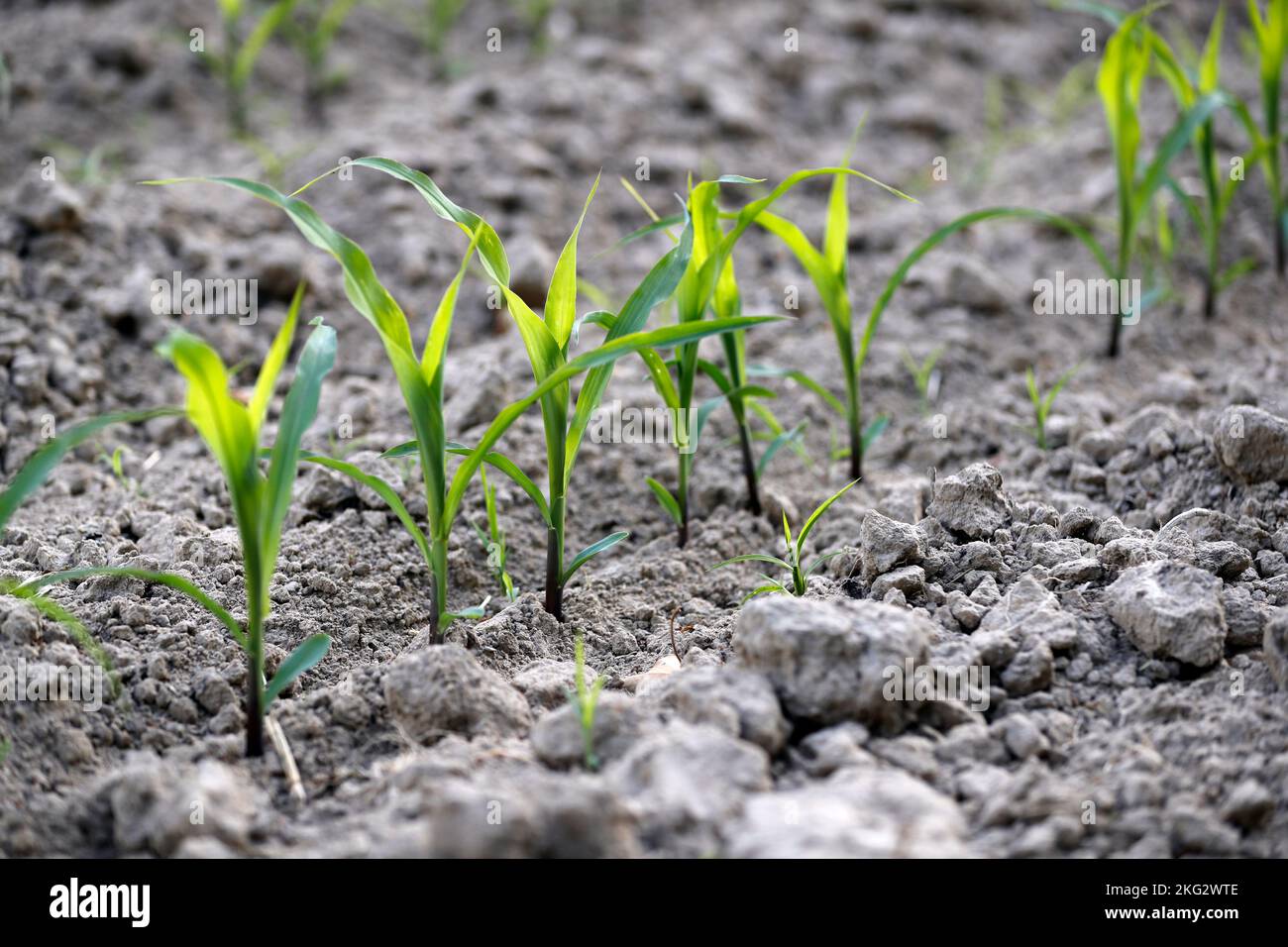 Junge Maispflanzen wachsen in Reihe auf einem Feld. Landwirtschaft. Stockfoto