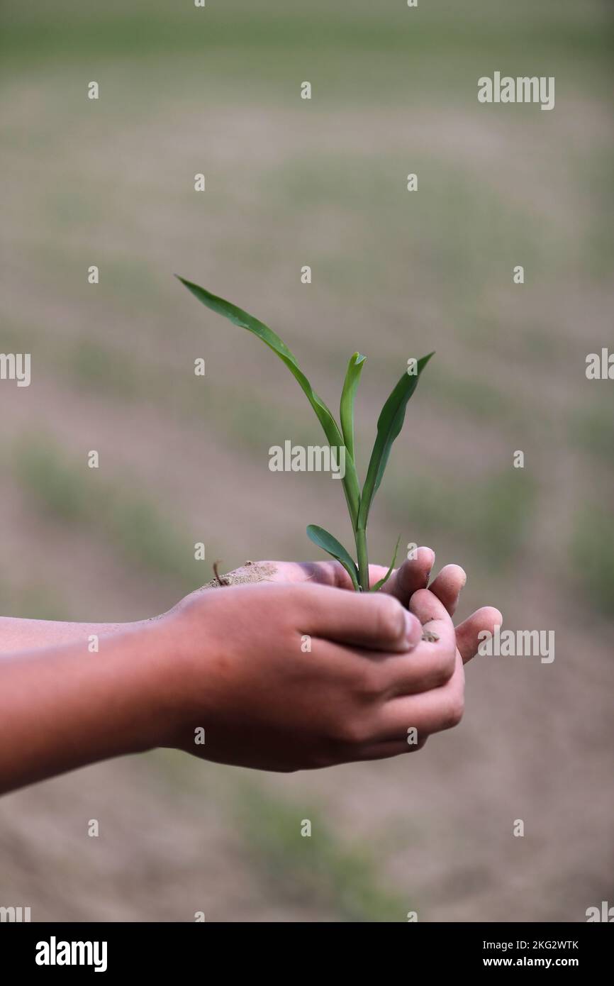 Junger Mann, der die junge Pflanze in den Händen hält. Mikrofinanzierung und Ökologie Konzept. Stockfoto