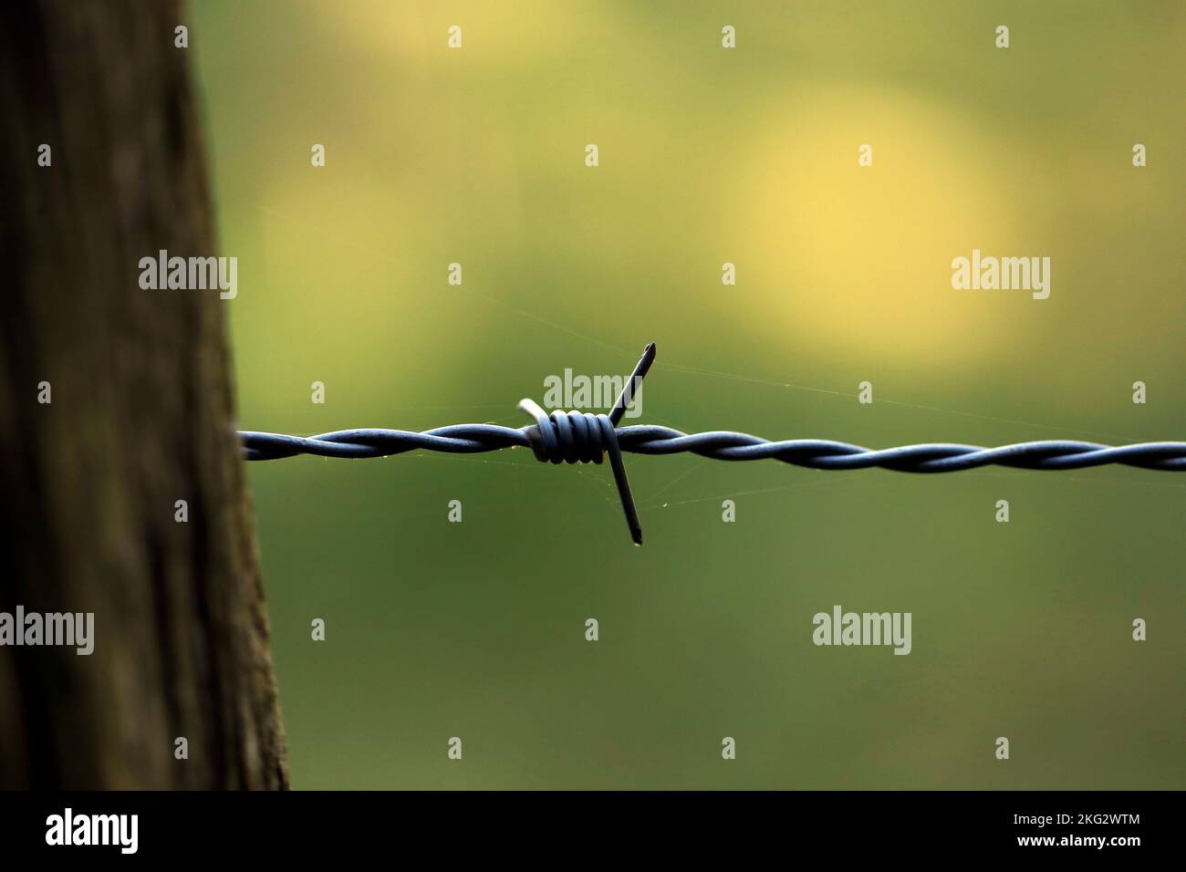 Stacheldrahtzaun in einem Feld. Landwirtschaft und Landwirtschaft. Stockfoto