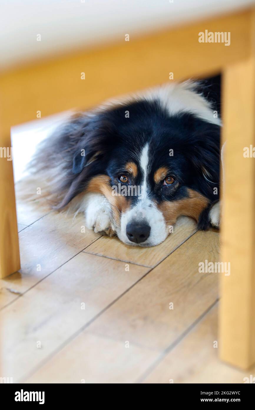 Hund liegt unter einem Tisch in Orsay, Frankreich Stockfoto