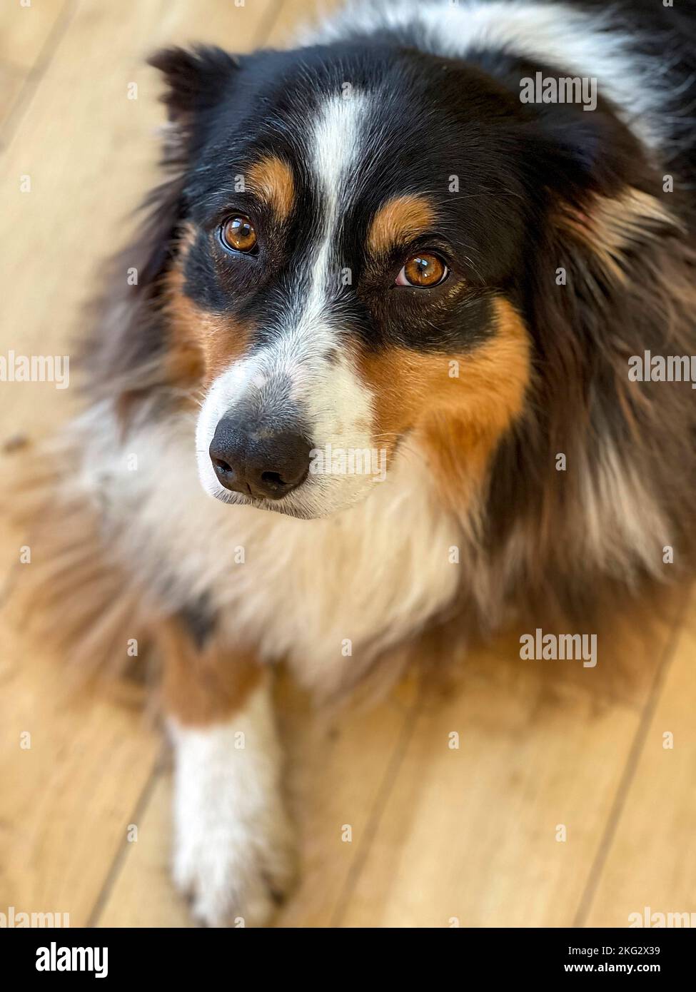 Hund auf Dielen, Orsay, Frankreich Stockfoto