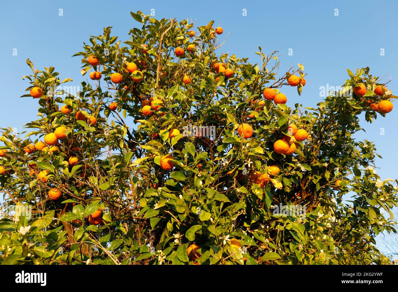 Orangenhain im Libanon Stockfoto