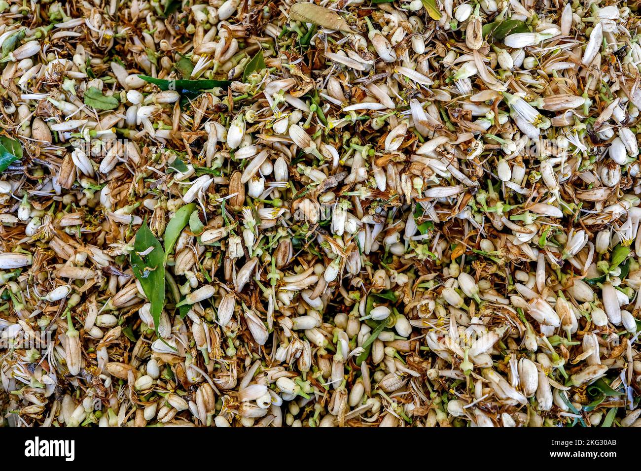 Kooperative Herstellung von Lebensmitteln in Mhaydseh, Bekaa, Libanon. Trocknende Orangenblüten. Stockfoto