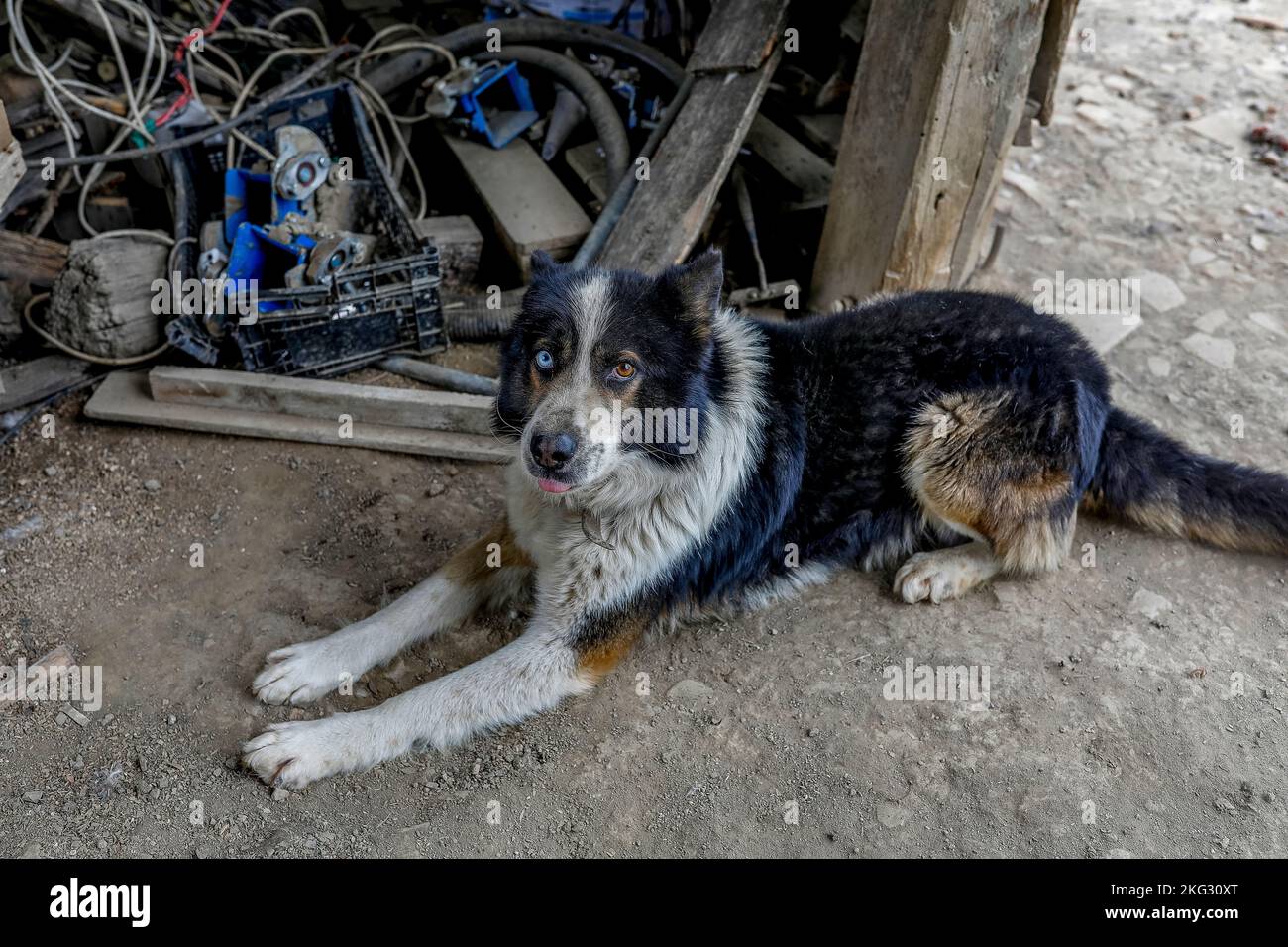 Hund mit Augen verschiedener Farben auf einem Bauernhof in der Provinz Timis, Rumänien Stockfoto