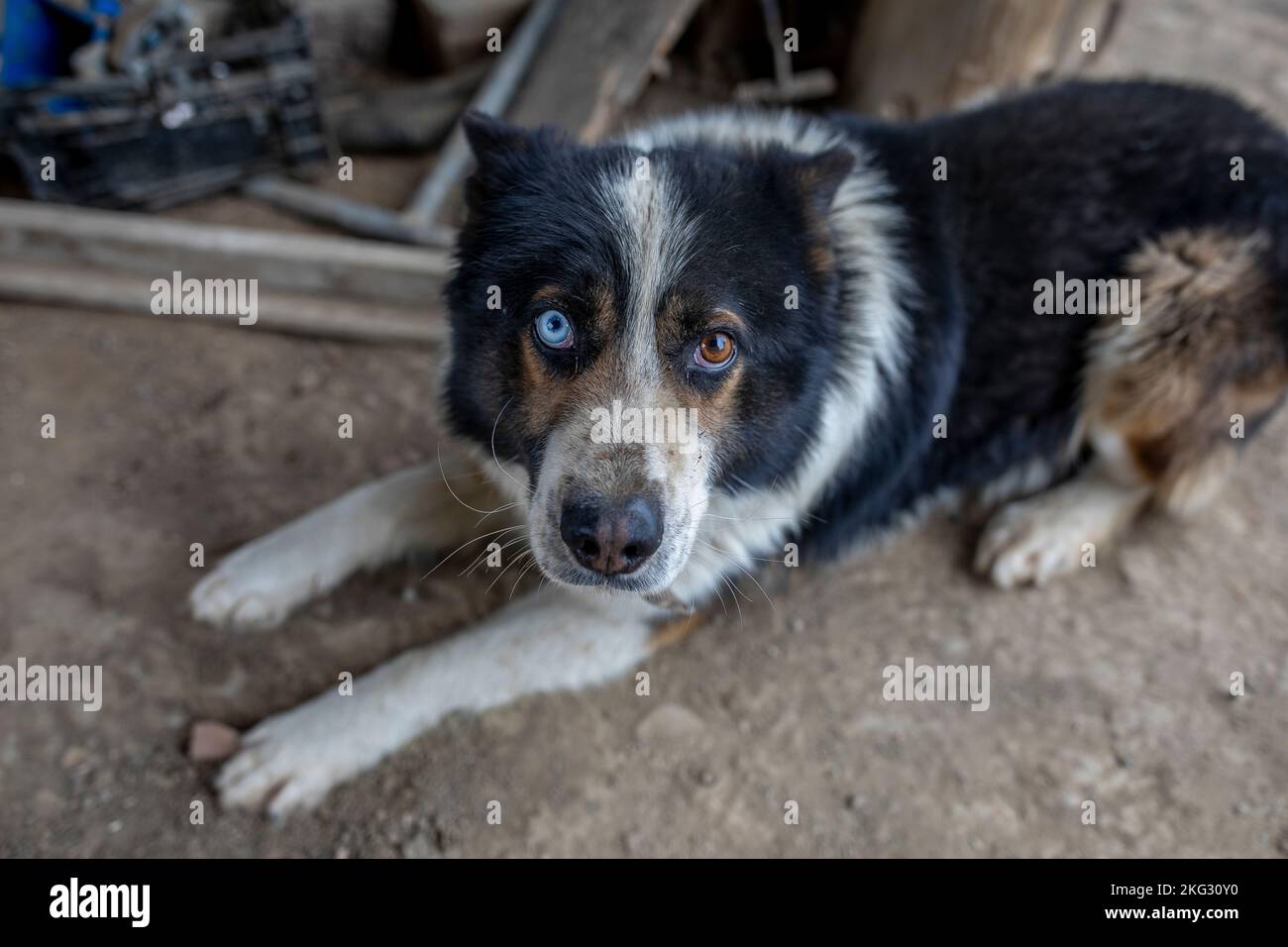 Hund mit Augen verschiedener Farben auf einem Bauernhof in der Provinz Timis, Rumänien Stockfoto