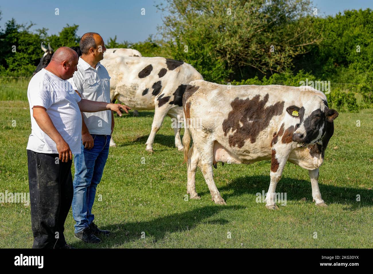 Milchviehhalter im Gespräch mit einem Mitarbeiter einer Mikrofinanzinstitution in der Provinz Timis, Rumänien Stockfoto