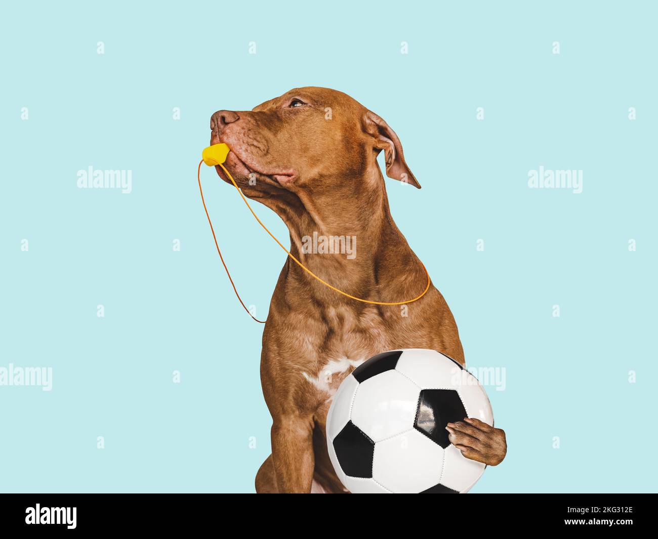 Charmantes Hündchen und Fußball. Studiofoto Stockfoto