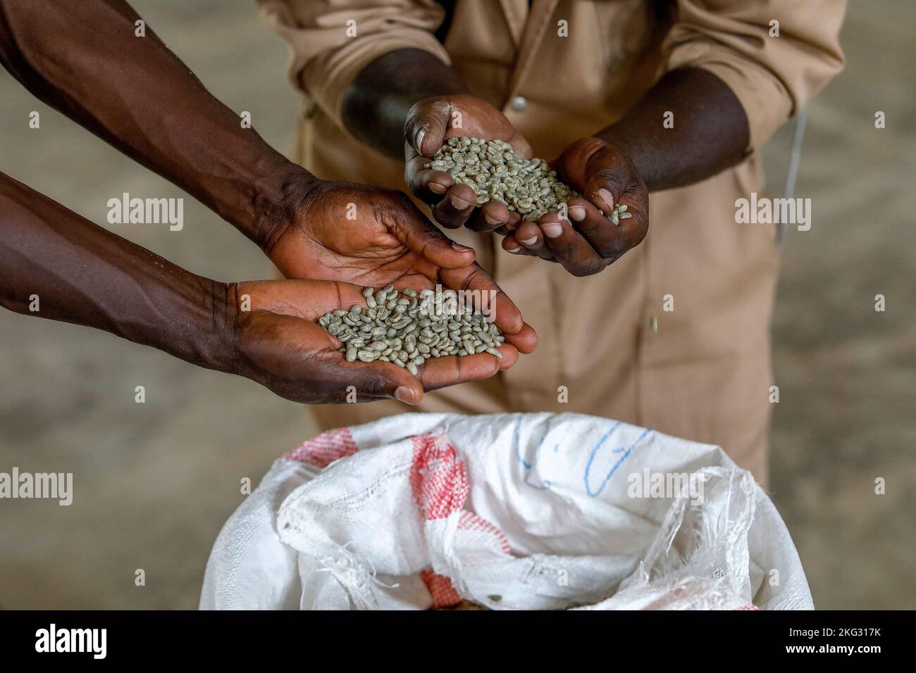 Kopakama-Kaffeeanbaugenossenschaft, Rutsiro, Ruanda. Trockenmühle Stockfoto