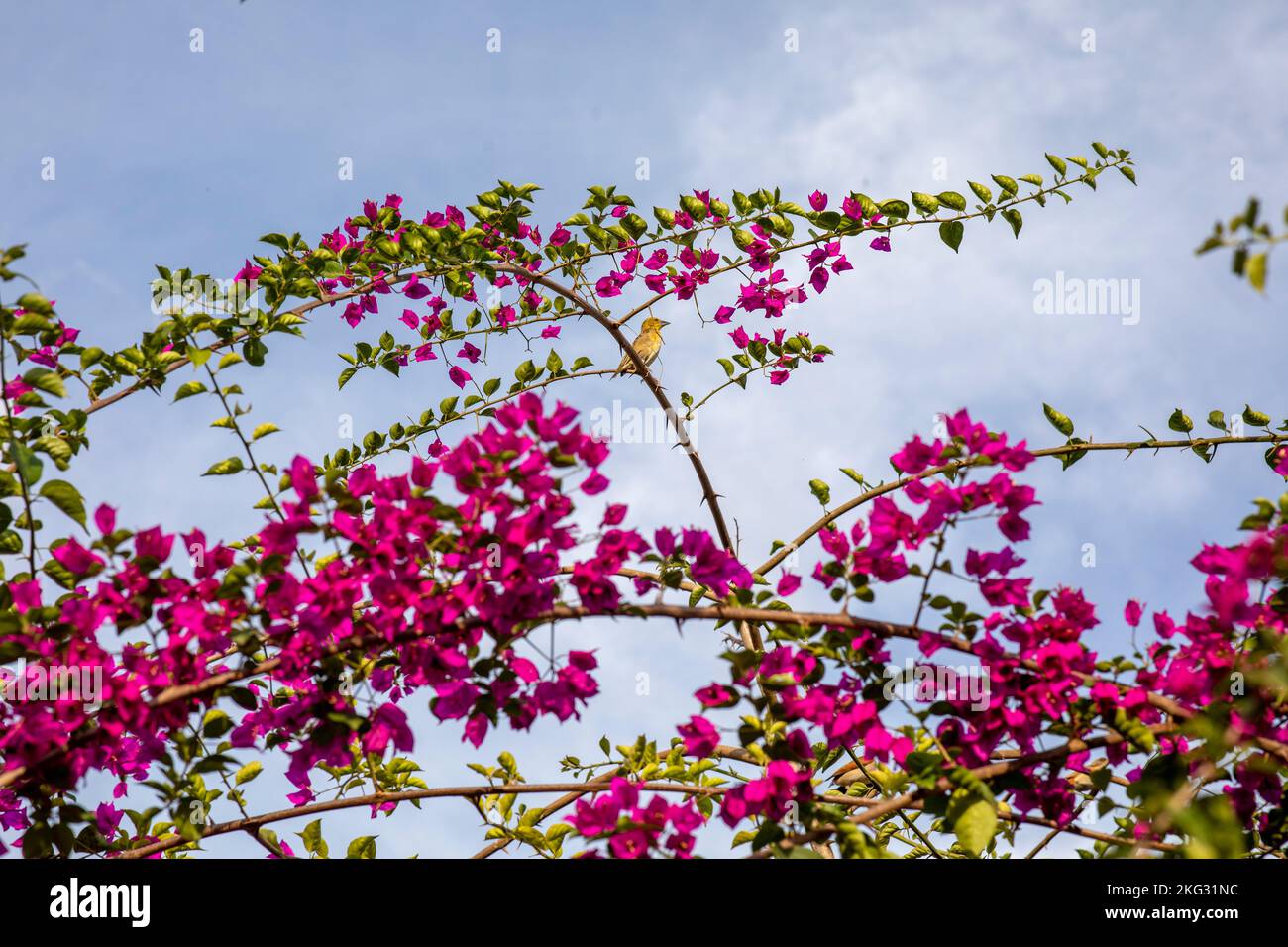 Vogel und Blumen in Kigali, Ruanda Stockfoto