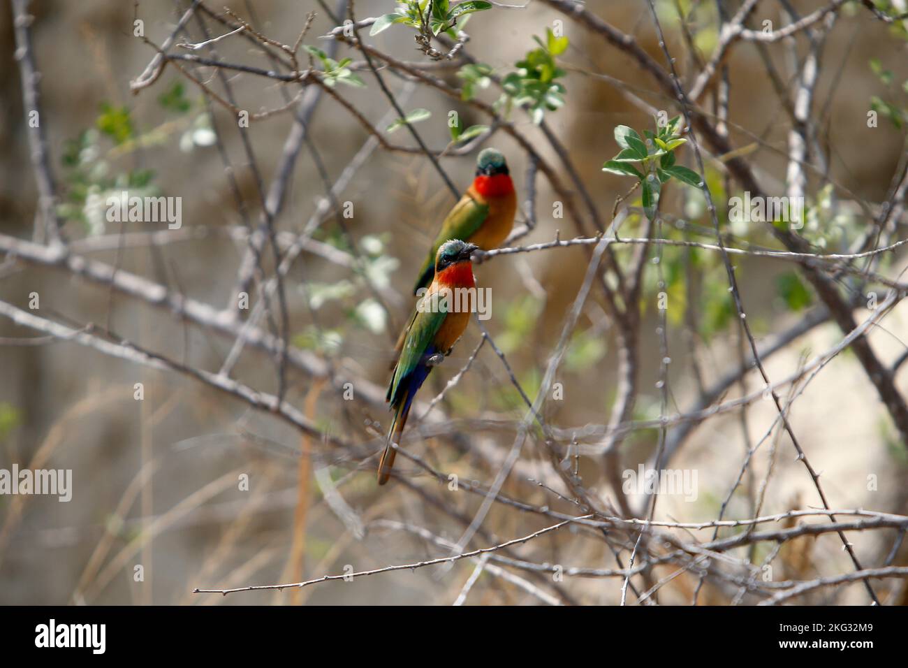 Rot beulte Sonnenvögel ruhen auf einem Baum unter den Murchison Falls, Uganda Stockfoto