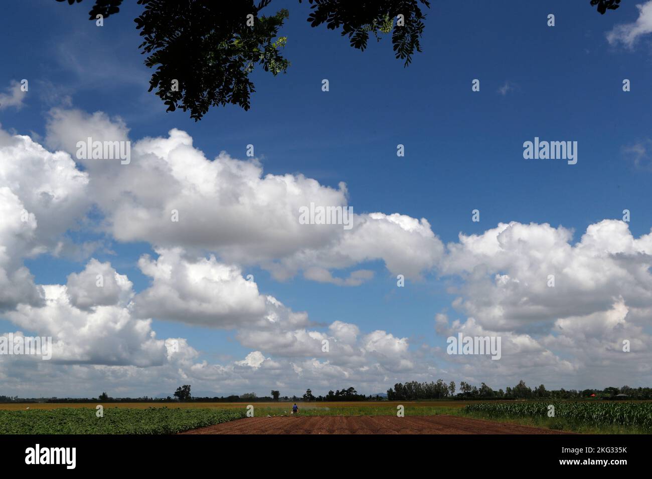 Landwirtschaft in Vietnam. Felder und blauer Himmel. Landschaft. Tan Chau. Vietnam. Stockfoto