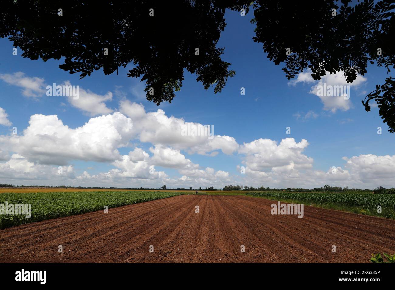 Landwirtschaft in Vietnam. Felder und blauer Himmel. Landschaft. Tan Chau. Vietnam. Stockfoto