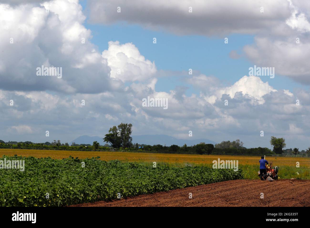 Landwirtschaft in Vietnam. Felder und blauer Himmel. Landschaft. Tan Chau. Vietnam. Stockfoto