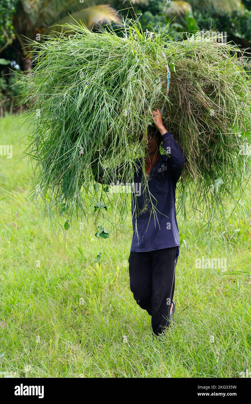 Landwirtschaft in Vietnam. Mann, der Heu auf dem Kopf trägt. Tan Chau. Vietnam. Stockfoto