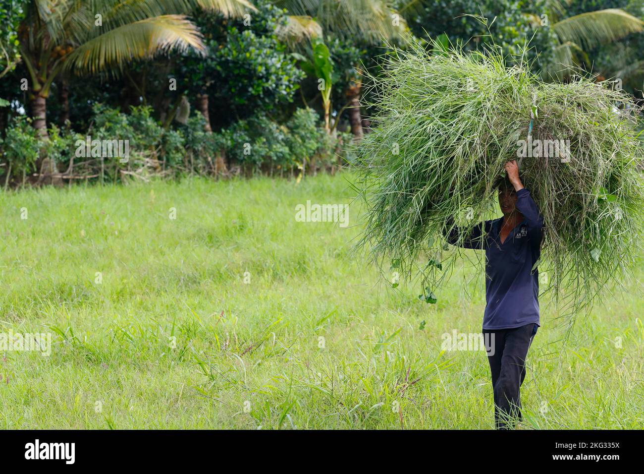 Landwirtschaft in Vietnam. Mann, der Heu auf dem Kopf trägt. Tan Chau. Vietnam. Stockfoto