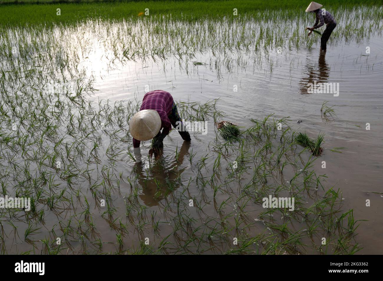 Landwirtschaft in Vietnam. Asiatische Frauen Pflanzen Reissämlinge in einem Reisfeld. Hoi An. Vietnam. Stockfoto