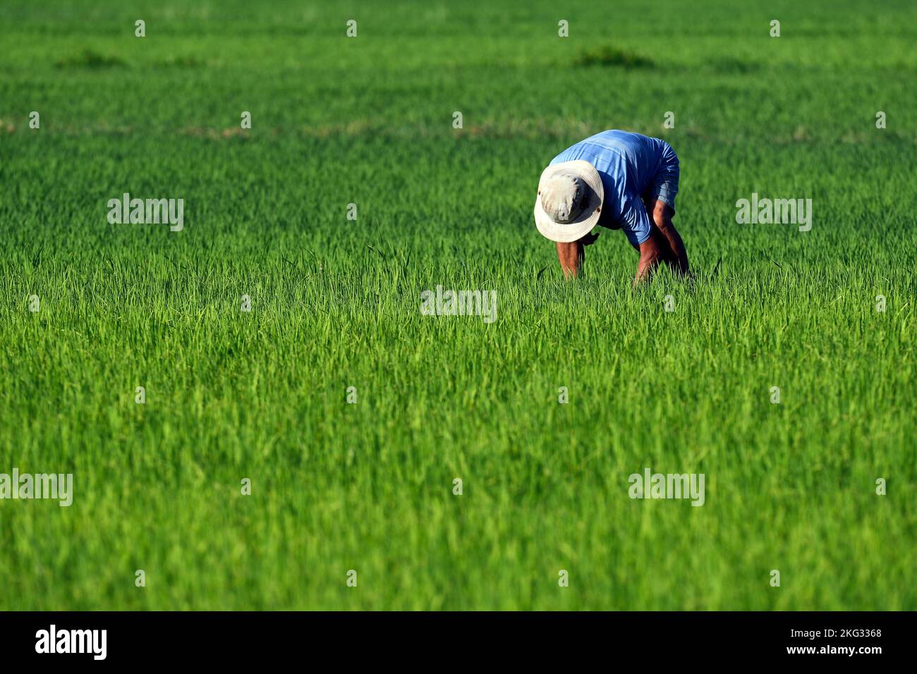 Landwirtschaft in Vietnam. Mann, der Reissämlinge in einem Reisfeld pflanzt. Hoi An. Vietnam. Stockfoto
