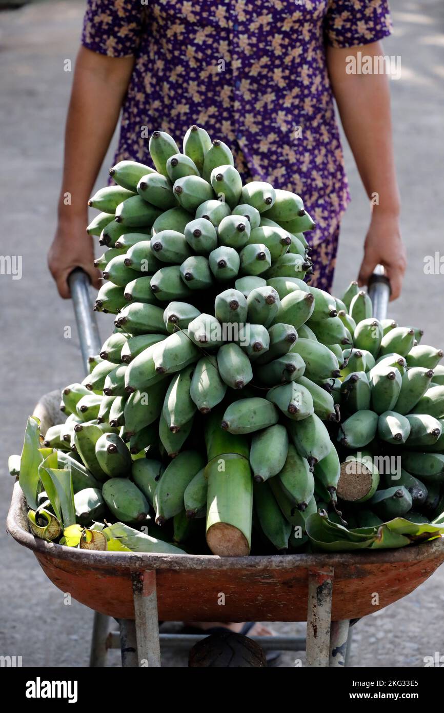 Frau transportiert große Haufen grüner Bananen in Schubkarre. Landwirtschaft. Stockfoto
