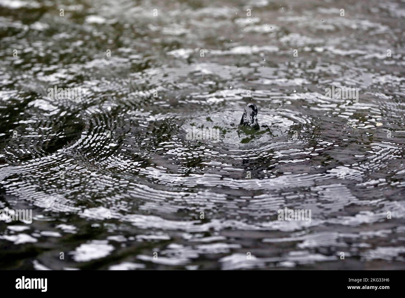 Wasseroberfläche mit Regentropfen an Regentagen. Monsun und Regenzeit. Uong Bi. Vietnam. Stockfoto