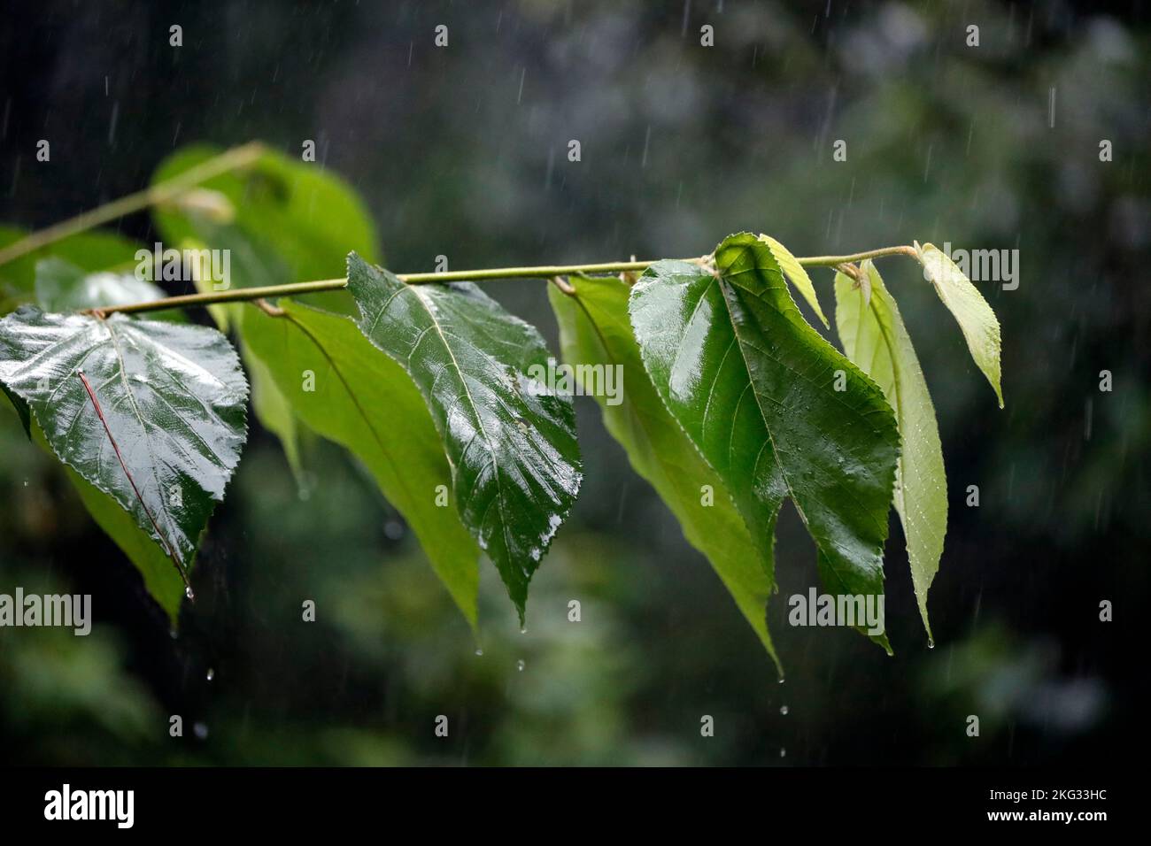 Grüne Blätter mit Regentropfen. Monsun und Regenzeit in Asien. Uong Bi. Vietnam. Stockfoto