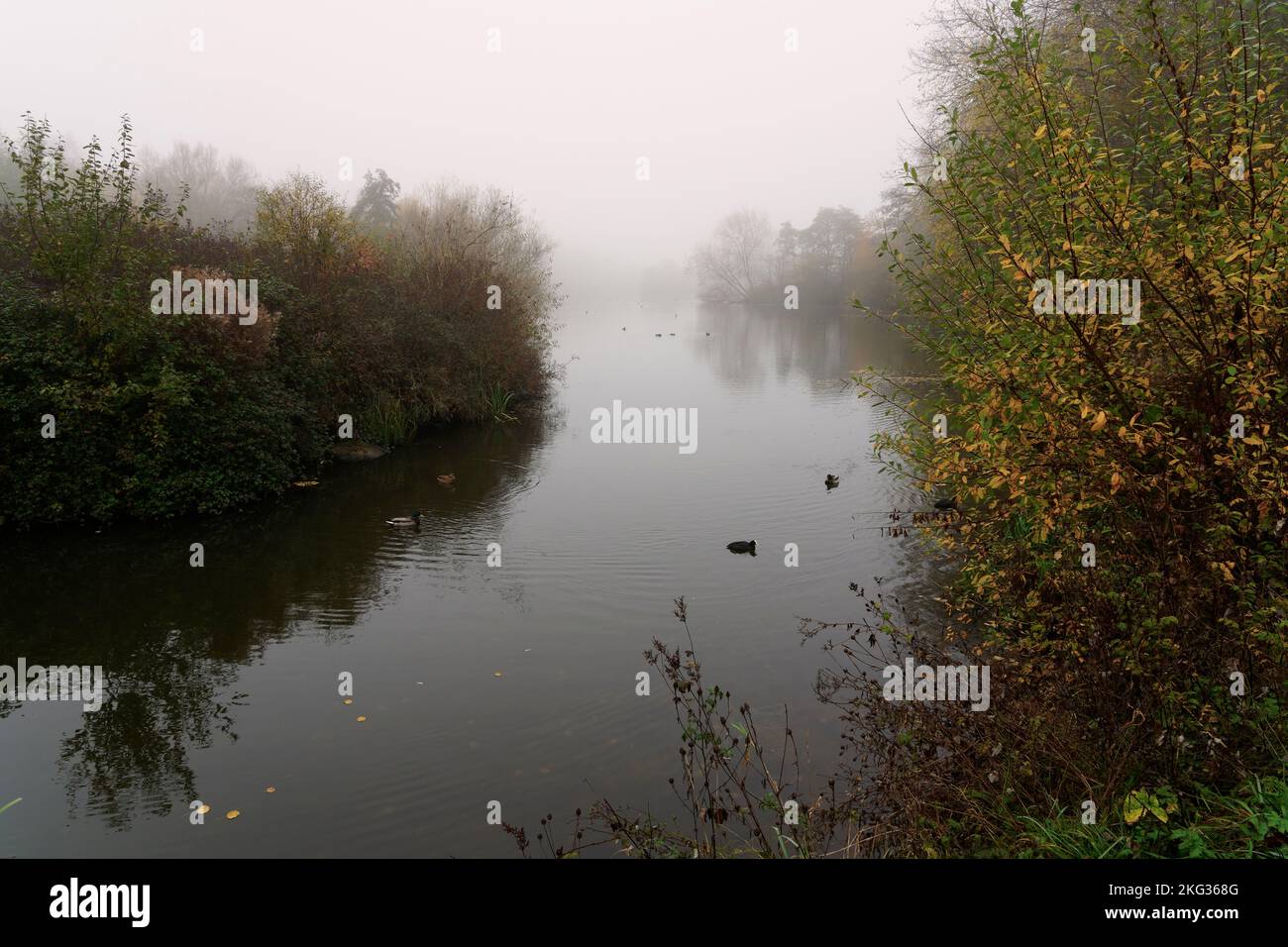 An einem kalten Herbstmorgen legt sich der Nebel über den Mill Lakes in Bestwood, Nottinghamshire, nieder. Stockfoto