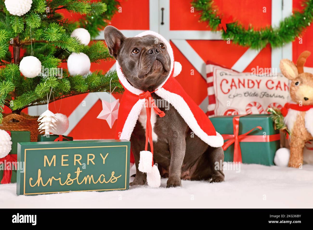 Niedliche junge französische Bulldogge mit rotem Weihnachtsmann-Umhang vor saisonaler Dekoration Stockfoto