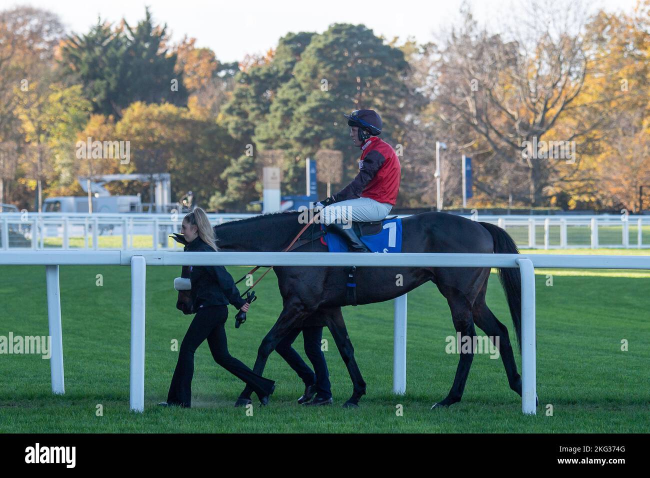 Ascot, Bergen, Großbritannien. 19.. November 2022. Das Pferd Saint Calvados unter dem Jockey David Maxwell wurde zweiter im Chanelle Pharma 1965 Steeple Chase. Es gab nur zwei Pferde im Rennen, da drei Pferde aufgrund der Bodenverhältnisse zurückgezogen wurden. Quelle: Maureen McLean/Alamy Stockfoto